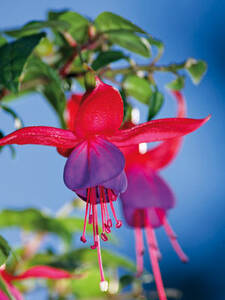 Freiland-Fuchsie Mrs.Popple: (Bildbeschreibung ist in Arbeit)