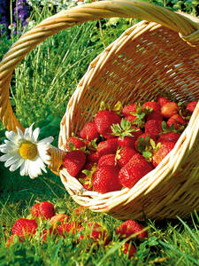 Erdbeerpflanzen - Fruchtiger Erdbeersommer: (Bildbeschreibung ist in Arbeit)