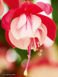 Fuchsie Alwin: (Bildbeschreibung ist in Arbeit)