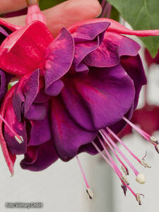 Fuchsie Marbeller Magenta-Purple: (Bildbeschreibung ist in Arbeit)