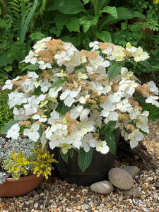 Garten-Hortensie Bridal Bouquet: (Bildbeschreibung ist in Arbeit)