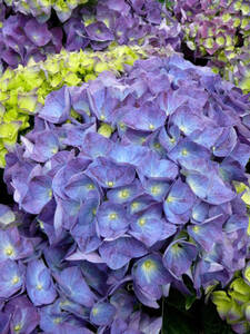 Ziergehölze - Garten-Hortensie Endless Summer Love Purple, PBR