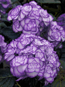 Hortensien - Garten-Hortensie Miss Saori Blue: (Bildbeschreibung ist in Arbeit)