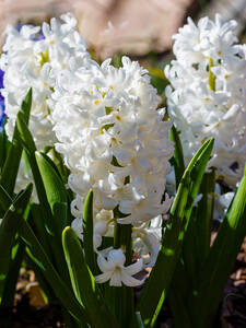 Blumenzwiebeln - Garten-Hyazinthe Carnegie