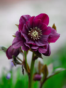 Garten-Lenzrose Double Ellen Purple