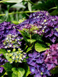 Dekoratives Vorschaubild des Artikels "Gartenhortensie Deep Purple Dance" (Bildbeschreibung ist in Arbeit)