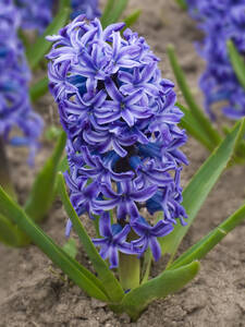 Gartenhyazinthe Delft Blue: (Bildbeschreibung ist in Arbeit)