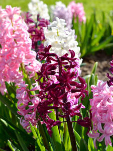 Gartenhyazinthe Purple/Pink Mixed: (Bildbeschreibung ist in Arbeit)