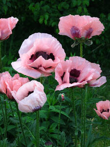 Dekoratives Vorschaubild des Artikels "Gartenmohn Little Dancing Girl" (Bildbeschreibung ist in Arbeit)