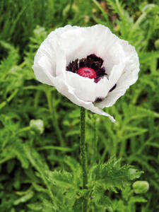 bienenfreundliche - Gartenmohn Royal Wedding: (Bildbeschreibung ist in Arbeit)