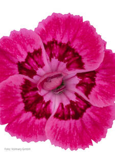 Dekoratives Vorschaubild des Artikels "Gartennelke Sweet Pleasure L Apricot" (Bildbeschreibung ist in Arbeit)