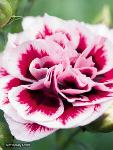 Gartennelke Sweet Pleasure L Purple Picotee: (Bildbeschreibung ist in Arbeit)