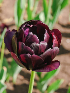 Blumenzwiebeln - Gefllte Tulpe Black Hero: (Bildbeschreibung ist in Arbeit)