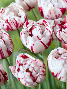 Blumenzwiebeln - Gefllte Tulpe Carnaval de Nice