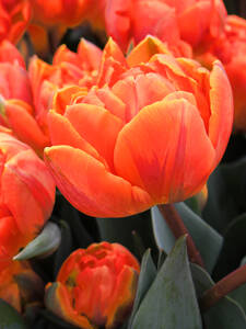 Blumenzwiebeln - Gefllte Tulpe Monte Orange