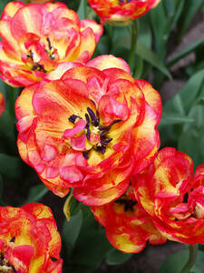 Blumenzwiebeln - Gefllte Tulpe Sundowner