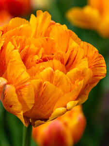 Blumenzwiebeln - Gefllte Tulpe Sunlover: (Bildbeschreibung ist in Arbeit)