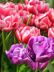 Blumenzwiebeln - Gefllter Tulpenmix Rosa & Violett: (Bildbeschreibung ist in Arbeit)