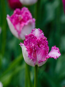 Blumenzwiebeln - Gefranste Tulpe Eyelash