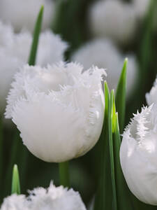Blumenzwiebeln - Gefranste Tulpe Honeymoon