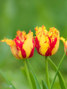 Gefranste Tulpe Party Clown: (Bildbeschreibung ist in Arbeit)