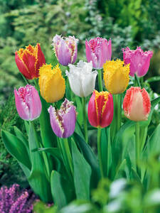 Blumenzwiebeln - Gefranste-Tulpen-Mischung