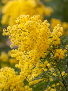 Dekoratives Vorschaubild des Artikels "Gelbe Mimose" (Bildbeschreibung ist in Arbeit)