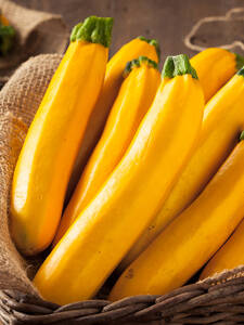 Gemsejungpflanzen - Gelbe Zucchini Sebring, F1 (veredelt): (Bildbeschreibung ist in Arbeit)