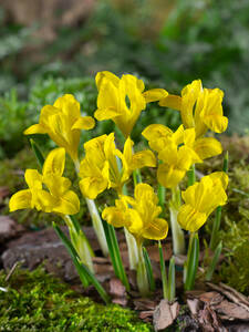 Gelbe Zwerg-Iris: (Bildbeschreibung ist in Arbeit)