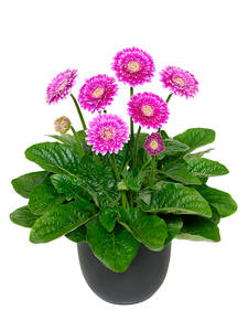 Gerbera Garvinea Majestic Purple