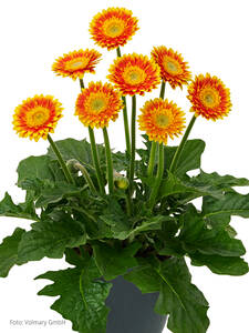Gerbera Garvinea Sweet Blaze: (Bildbeschreibung ist in Arbeit)