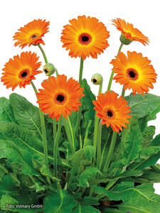Gerbera Gervinea Sweet Sunset | Blumen Jungpflanzen kaufen  Top Qualitt  | Gartenversandhaus.de