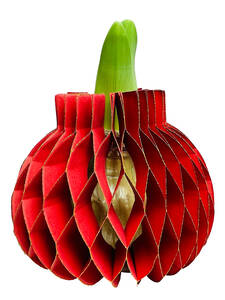 Dekoratives Vorschaubild des Artikels "Gewachste Amaryllis Touch of Wax Jolie Red" (Bildbeschreibung ist in Arbeit)