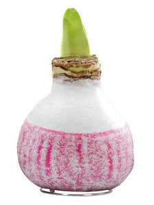 Gewachste Amaryllis Touch of Wax Lace Violet: (Bildbeschreibung ist in Arbeit)