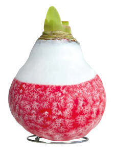 Dekoratives Vorschaubild des Artikels "Gewachste Amaryllis Touch of Wax Lace X-mas Red" (Bildbeschreibung ist in Arbeit)