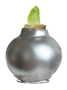Dekoratives Vorschaubild des Artikels "Gewachste Amaryllis Touch of Wax Silber" (Bildbeschreibung ist in Arbeit)