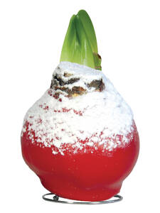 Gewachste Amaryllis Touch of Wax Snow Christmas Red