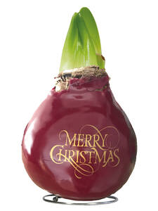 Gewachste Amaryllis Touch of Wax XXL Merry Christmas: (Bildbeschreibung ist in Arbeit)