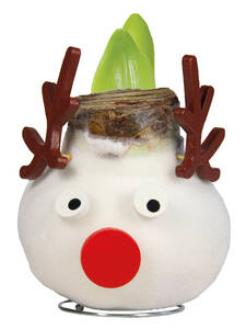 Gewachste Amaryllis Touch of Wax XXL Reindeer: (Bildbeschreibung ist in Arbeit)