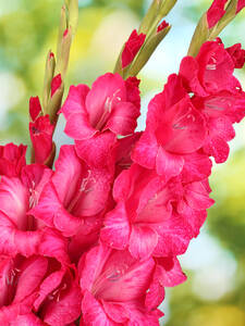 Blumenzwiebeln - Gladiole Fairytale Pink