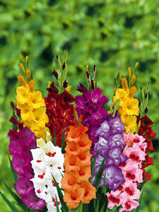 Glamour-Glads Miniatur-Gladiolen Mischung: (Bildbeschreibung ist in Arbeit)