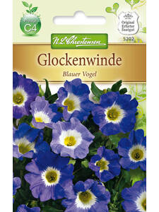 Samen - Glockenwinde Blauer Vogel: (Bildbeschreibung ist in Arbeit)