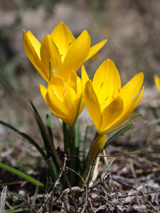 Goldkrokus: (Bildbeschreibung ist in Arbeit)