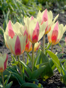 Blumenzwiebeln - Greigii-Tulpe Diablo: (Bildbeschreibung ist in Arbeit)