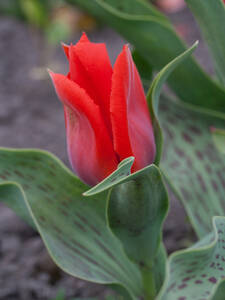 Blumenzwiebeln - Greigii-Tulpe Oriental Beauty: (Bildbeschreibung ist in Arbeit)