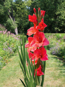 Groblumige Gladiole After Shock: (Bildbeschreibung ist in Arbeit)