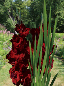 Groblumige Gladiole Back Star: (Bildbeschreibung ist in Arbeit)