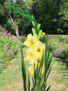 Blumenzwiebeln - Groblumige Gladiole Banana Ice: (Bildbeschreibung ist in Arbeit)