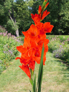 Groblumige Gladiole Hunting Song