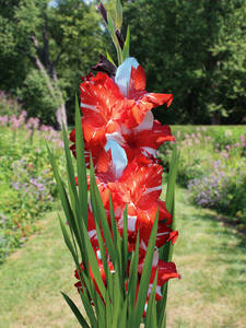 Dekoratives Vorschaubild des Artikels "Gro�blumige Gladiole Koi Persuit" (Bildbeschreibung ist in Arbeit)